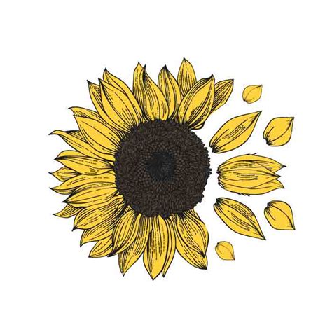 Sunflower Free Svg Files Free Svg Download