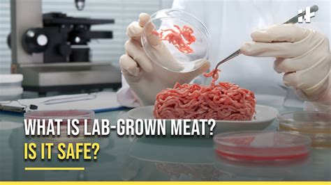 What Is Lab Grown Meat Heres Everything About Lab Grown Meat Youtube