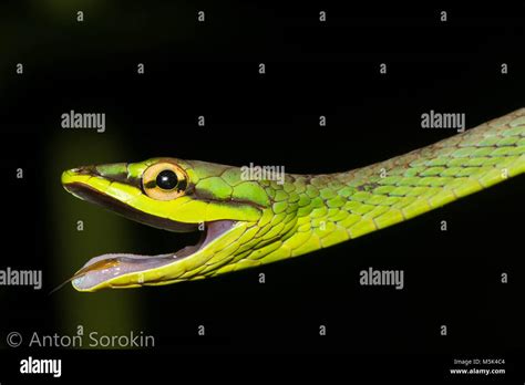 Black Tree Snake Hi Res Stock Photography And Images Alamy