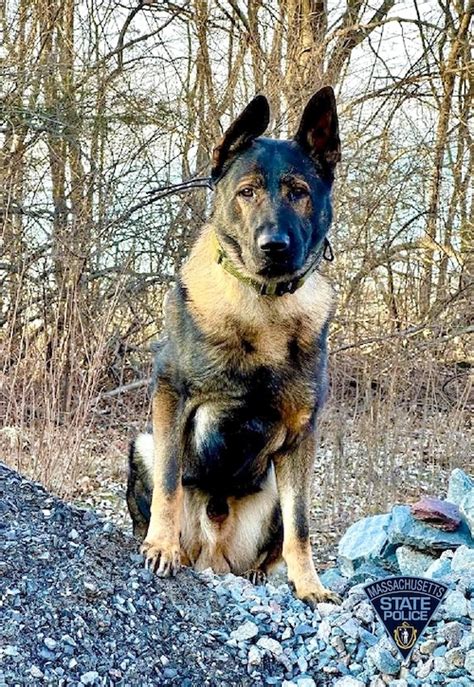 Mass. State Police K9 tracks down suspects hiding under a gazebo ...