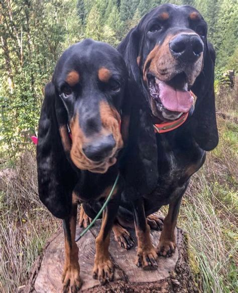 Pin By Becky Krichevsky On Black And Tan Coonhounds Coonhound Dogs