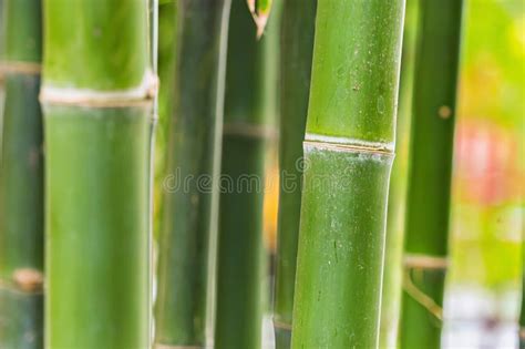 Textura Bambu Verde Textura De Fundo Bambu Foto De Stock Imagem De