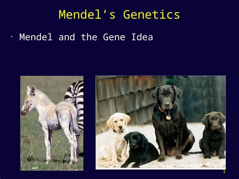 PPT 1 Mendels Genetics Mendel And The Gene Idea 2 Heredity What