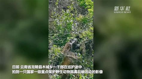 国家一级保护动物圆鼻巨蜥现身云南龙陵凤凰网视频凤凰网