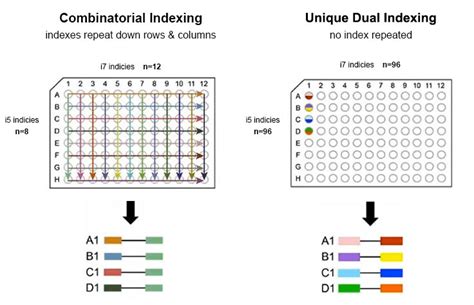 Multiplex Sequencing Illumina Index Adapters