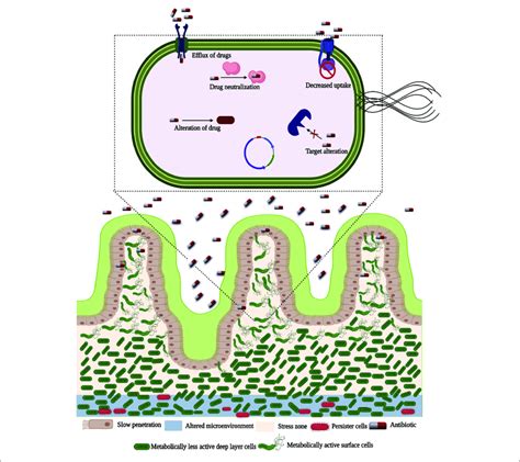 Antibiotic Resistance And Persister Formation In Bacterial Biofilm