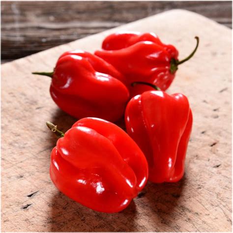 Red Habanero Pepper Seeds (Capsicum chinense) - Seed Needs – Seed Needs LLC