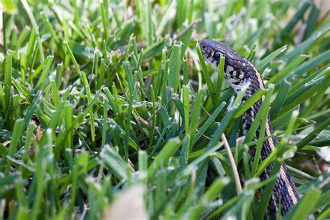 Snake In The Grass Garden - Free photo on Pixabay - Pixabay