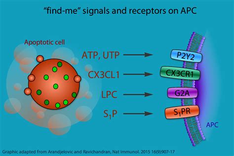 Apc Targeting Tolerogenics S A R L