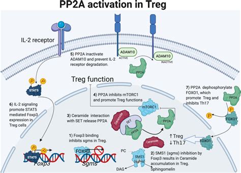 Frontiers Pp2a And Its Inhibitors In Helper T Cell Differentiation