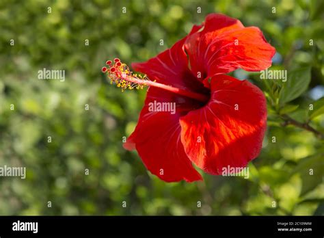 Red Hibiscus Flower Stock Photo Alamy