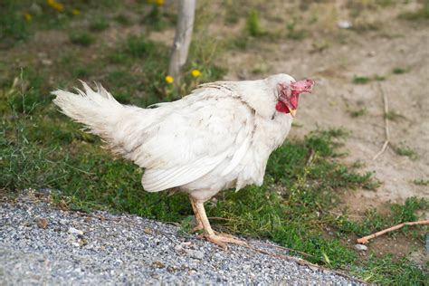 Coccidiosis In Chickens Prevention And Effective Treatments For Your