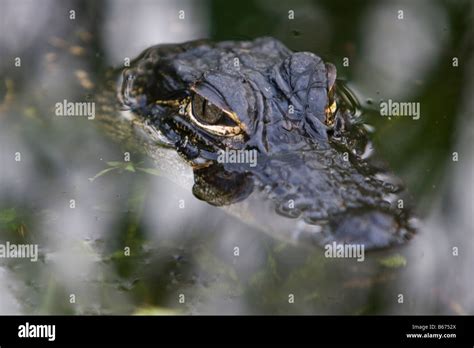 Baby Alligator In The Water Stock Photo Alamy