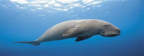 Guardians of the Sea: Dugongs of Andaman & Nicobar Islands