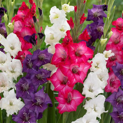 Gladiolus Tropical Passion Blend Plantcetera