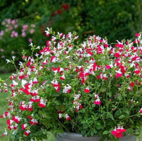 Szałwia Salvia Hot Lips Niska cena na Allegro