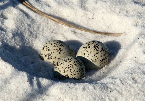 Summer Plover Chicks – Outdoor Devil