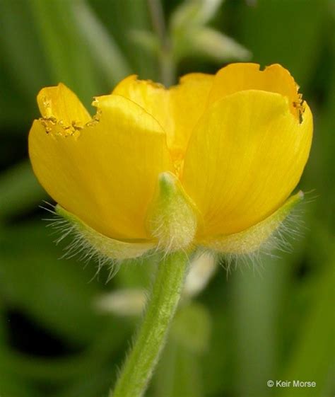 Ranunculus Repens Profile California Invasive Plant Council