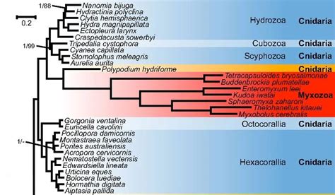 Myxozoa Scheda Parassitologica Ed Approfondimenti