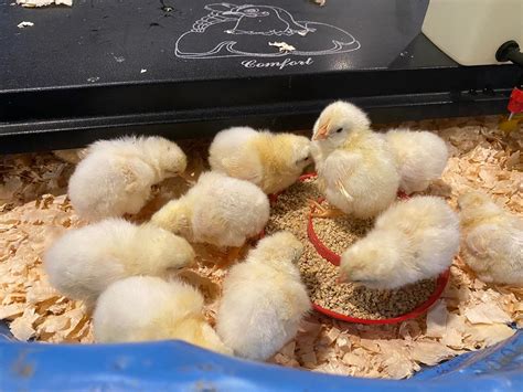 Leghorn Baby Chicks Born