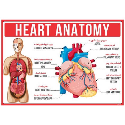 قیمت و خرید نقشه پوستر آموزشی مستر راد مدل آناتومی قلب کد Fiory 1794