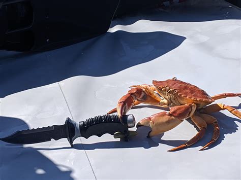 Knifecrab, the crab with a knife : r/Bossfight