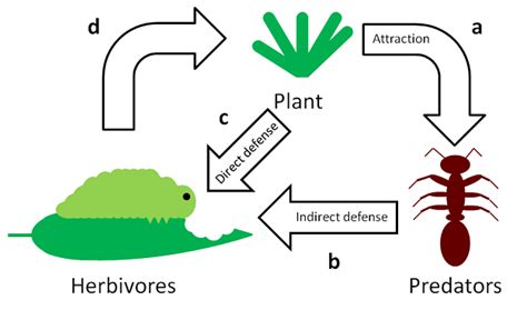 Vegetative Vengeance: 8 Ruthless Plant Defense Mechanisms - Dr. Robert ...