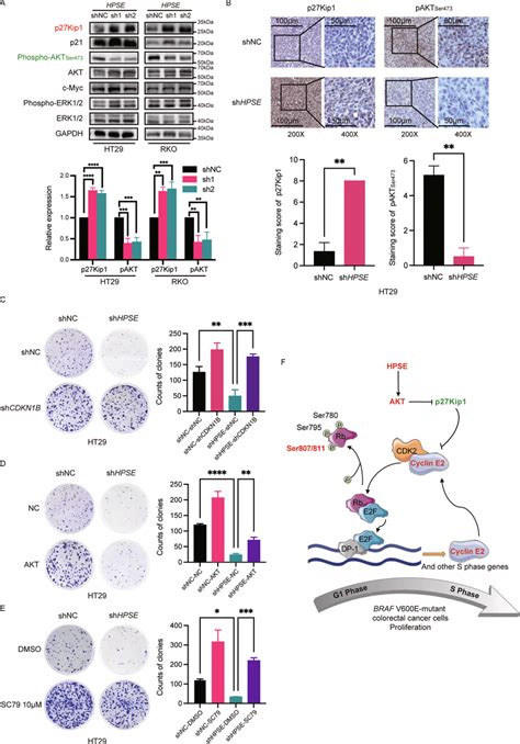 Silencing Hpse Suppresses Cell Proliferation Of Braf V600e Mutant Crc