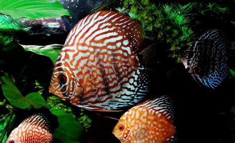 Cara Tepat Rawat Ikan Discus Haluan Lifestyle