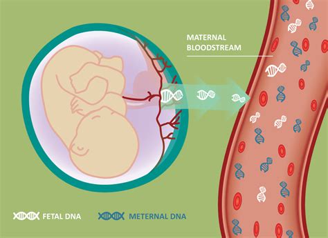 Harmony Non Invasive Prenatal Test Clinical Labs