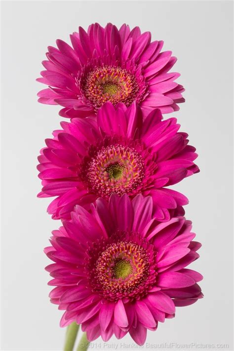 In The Studio Pink Gerbera Daisies Beautiful Flower Pictures Blog