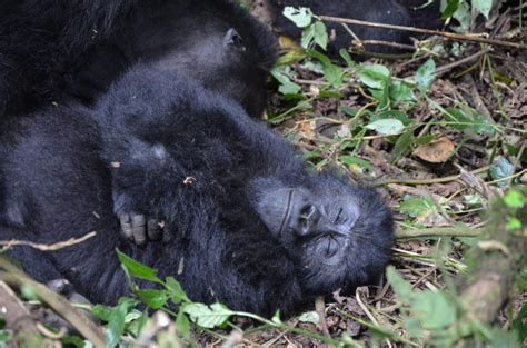 Gorilla Habituation Experience In Congo Eco Adventure Safaris