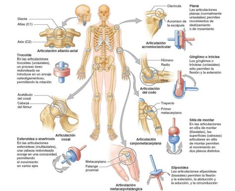 Los Tres M Todos Principales Para El Estudio De La Anatom A Humana