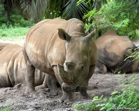 White Rhinoceros Disney Animal Kingdom Harry Rother Flickr
