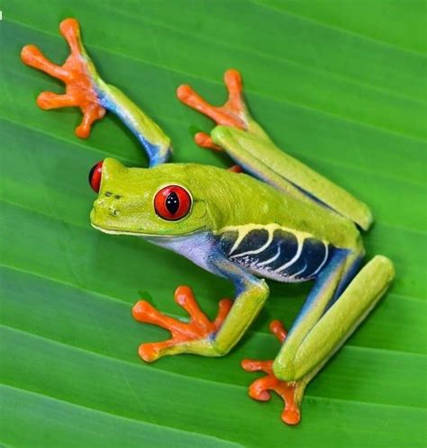 Most Beautiful And Colorful Frogs In The World Watch Video Now Sea