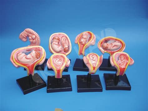 Human Embryology Set At Best Price In Ambala By Kay Kay Global