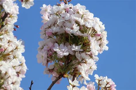 Säulenkirsche Amanogawa Prunus Serrulata Amanogawa Baumschule