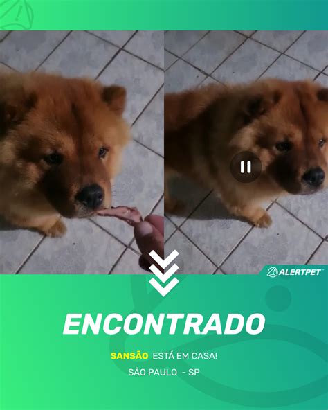 Cachorro Encontrado S O Paulo Sp Sans O Alertpet