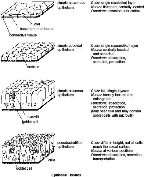 Epithelial Tissue Tissue Biology Basic Anatomy And Physiology