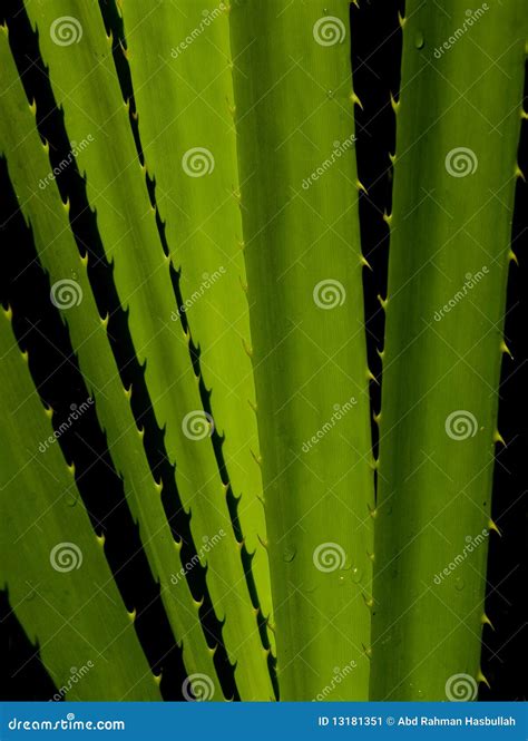 Planta Del Pandanus Imagen De Archivo Imagen De Parque