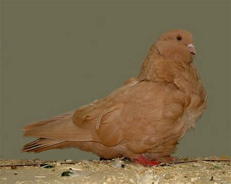 Chinese Owl Pigeon Pictures Encyclopedia Of Pigeon Breeds