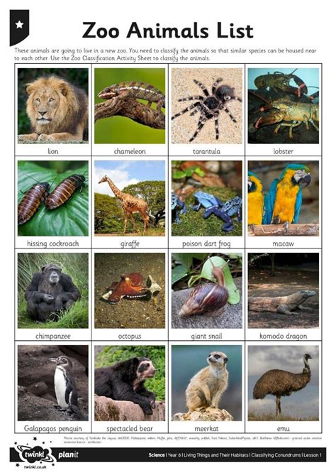 (PDF) Zoo Animals List · hissing cockroach giraffe poison dart frog ...