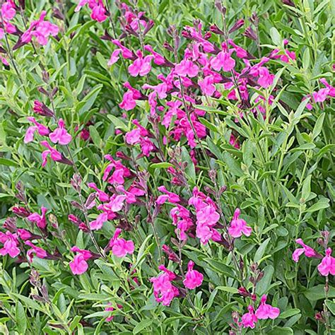 Salvia Greggii Wild Thing White Flower Farm