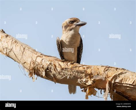 Kookaburra Species Dacelo Novaeguineae Eastern Australian Bird Of