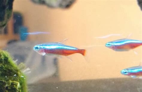 Cardinal Tetra: Real Care Guide, Breeding, Tank Size & Disease