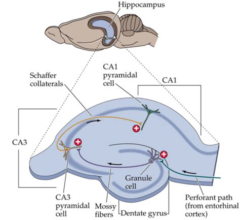 Long Term Synaptic Plasticity Ltp Flashcards Quizlet