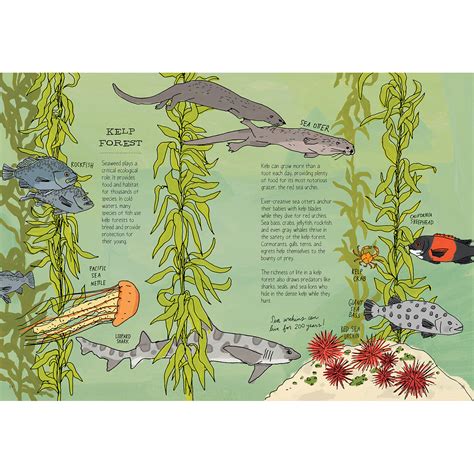Ocean Anatomy – Nest