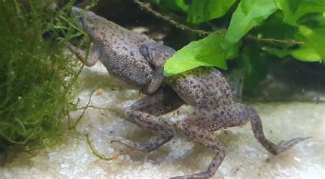 The African Dwarf Frog: A Comprehensive Guide | AquAnswers