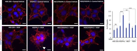 Prmt4 Mediated Arginine Methylation Promotes Tyrosine Phosphorylation