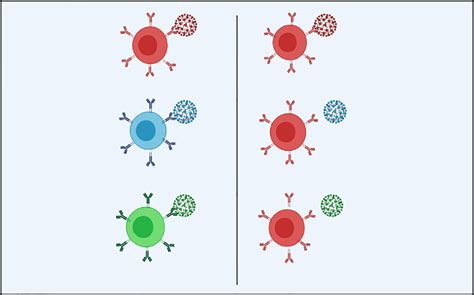 Frontiers Hla Immune Response And Susceptibility To Covid 19